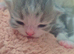 For sale Beautiful Pure Persian Kittens