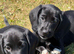 Cockerdor Puppies Cocker Spaniel X Labrador.