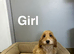 Caramel adorable litter of girls and boy available
