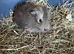 Last three Baby Male Guinea Pigs for sale
