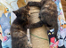 FLUFFY CALICO FEMALE KITTENS TO RESERVE