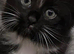 Black & white long haired female kitten