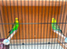 Pair of Green Budgies