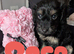 Toy cockapoo f2b puppies