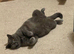 British blue pedigree cats