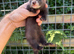 Semi angora dark sable Jill ferret