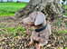 Grey Dachshund Male