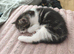 very cute very friendly kittens
