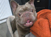 Beautiful French bulldog 18 months old