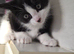 Beautiful Kittens (last boy left)