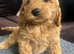 Beautiful Cockerpoo Puppies