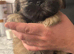 Shihtzu puppys