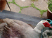 Muscovy 1yr Old Drake and 5 Drake Chicks 4 weeks old Free Central Scotland