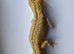 Mack Snow Tremper (M) Leopard Gecko