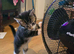 4 beautiful 8 wks old ready to go  kittens