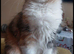Gorgeous  kittens