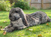 9 Month old French Lop Buck