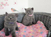 British Shorthair Kittens