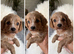 Beautiful Cavopoo pups