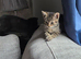 One male kitten left looking for his forever home (READY TO GO 21st JUNE)