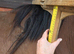 Lovely unbroken tb filly 3yrs