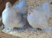 Pekin Bantam Pullets