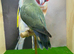 Rosey faced love bird pair