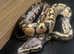 Ball python pastel hypo het pie