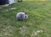 Mini Rex doe/buck