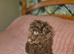 Miniature poodle male puppy