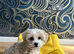 Toy Maltipoo for sale