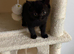 British shorthair kittens