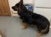 German Shepherd puppies for sale