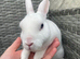 Pure bred mini rex
