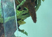 Male