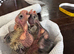 Hand Reared Tame Parrots & Gentle Pigeons