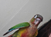 Hand-reared green cheek conure