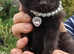 Four kittens for sale