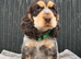 KC registered Show Type Cocker Spaniel Pups DNA tested