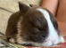 Adorable Lionhead / Baby Bunnies 3 Available (ready to go)
