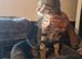 Female cat