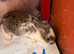 Mini lop Rabbit
