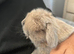 READY TO RESERVE Stunning Mini Lop Bunnies