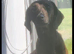 15 month old female dachsund