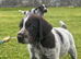 German Wirehaired Pointer Puppies