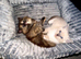 Two Beautiful Female Ragdoll Cross Kittens - Loving Homes Wanted