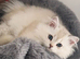 Beautiful kitten available