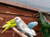 5 young budgies for sale in Maidstone