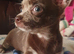 Stunning chihuahua
