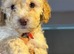 Cockapoo puppy’s